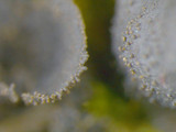 Leptogium cyanescens image