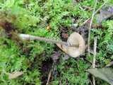 Entoloma conicum image
