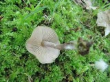 Entoloma conicum image