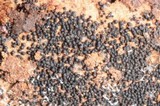 Chaetosphaeria ovoidea image