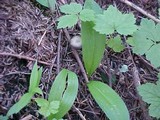 Laccaria bicolor image