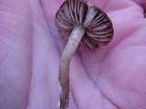 Laccaria bicolor image
