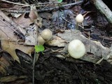 Psilocybe phyllogena image