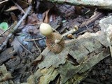Psilocybe phyllogena image