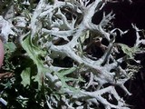 Platismatia stenophylla image