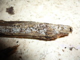 Eriopezia caesia image