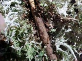 Platismatia stenophylla image