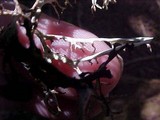 Platismatia stenophylla image