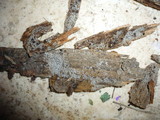 Eriopezia caesia image
