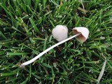 Conocybe apala image