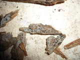 Eriopezia caesia image