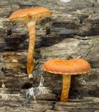 Pholiota granulosa image