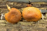 Pholiota granulosa image