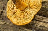 Pholiota granulosa image