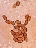 Pholiota granulosa image