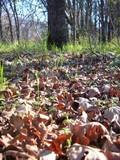 Inocybe corydalina image