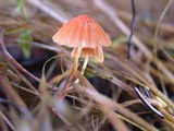 Marasmius siccus image