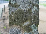 Xanthoparmelia loxodes image
