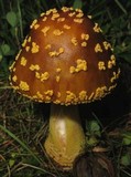 Amanita flavorubescens image