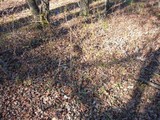 Inocybe corydalina image