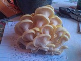 Pleurotus citrinopileatus image