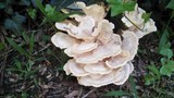 Meripilus sumstinei image
