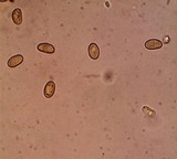 Pholiota granulosa image