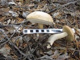Leccinum holopus image
