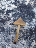 Entoloma holoconiotum image