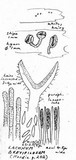 Lachnum brevipilosum image