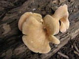 Panus neostrigosus image