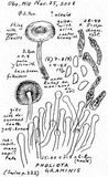 Pholiota conissans image
