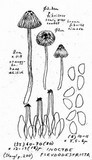 Inocybe pseudodestricta image