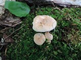 Hygrophorus laurae image