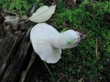 Hygrophorus laurae image