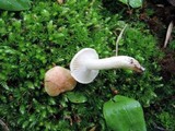 Hygrophorus laurae image