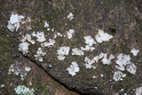 Dermatocarpon muhlenbergii image