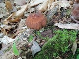 Psathyrella delineata image