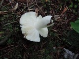 Russula vinacea image