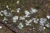 Dermatocarpon muhlenbergii image