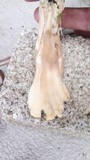 Meripilus sumstinei image