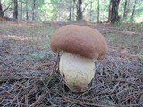 Boletus pseudopinophilus image