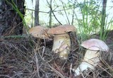 Boletus pseudopinophilus image