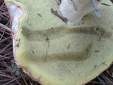Boletus pseudopinophilus image