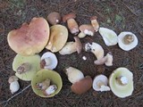 Boletus pseudopinophilus image