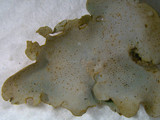 Dermatocarpon muhlenbergii image