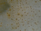 Dermatocarpon muhlenbergii image