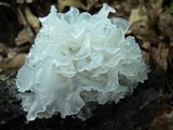 Tremella fuciformis image
