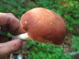 Xanthoconium purpureum image