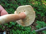 Xanthoconium purpureum image